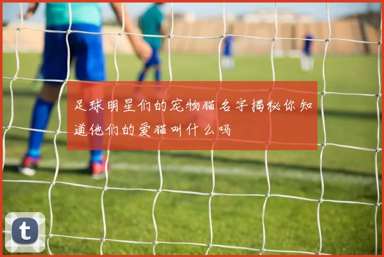足球明星们的宠物猫名字揭秘你知道他们的爱猫叫什么吗